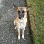 Schäferhund Mischling Leire, 09/2022, ca. 55 cm, 82275 Emmering