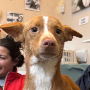 Podenco Liam, 02/2024, ca. 40 cm