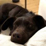 Labrador Mischling Lola, 11/2022, ca. 50 cm, 22763 Hamburg