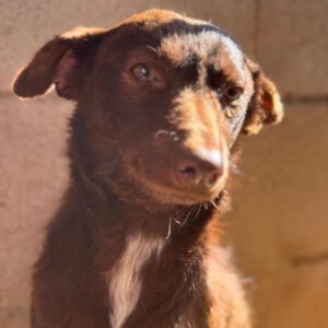 Podenco Lucy, 01/2023, ca. 40 cm