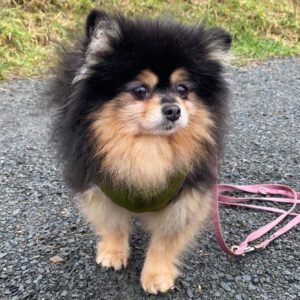 Pomeranian Lulu, 11/2017, ca. 27 cm, 51491 Overath