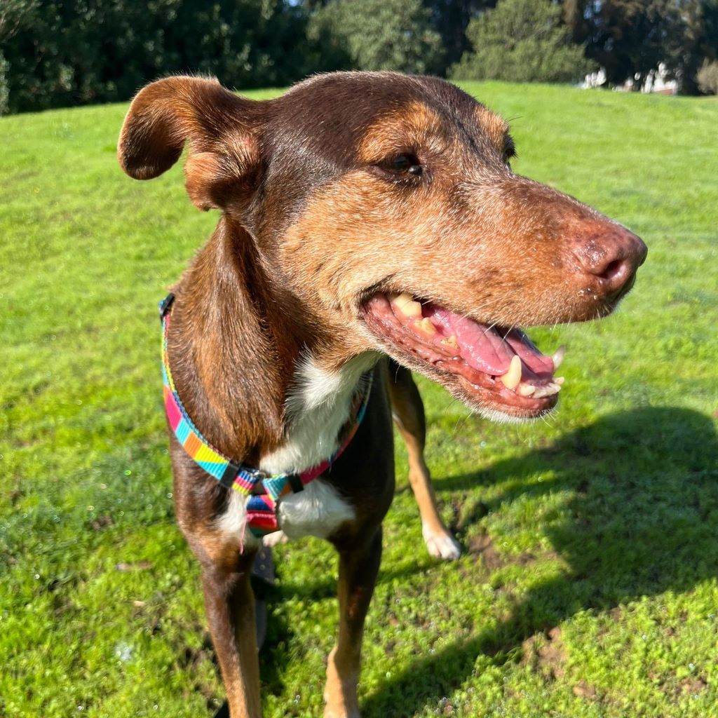 Podenco Luna, 10/2014, ca. 40 cm