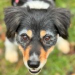 Bodeguero Mischling Luna, 07/2018, ca. 37 cm, 61381 Friedrichsdorf