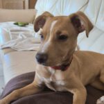 Podenco Mischling Mabel, 09/2024, Endgröße ca. 45 cm, 47059 Duisburg