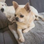 Chihuahua Macarena, 01/2021, ca. 25 cm, 16775 Nassenheide