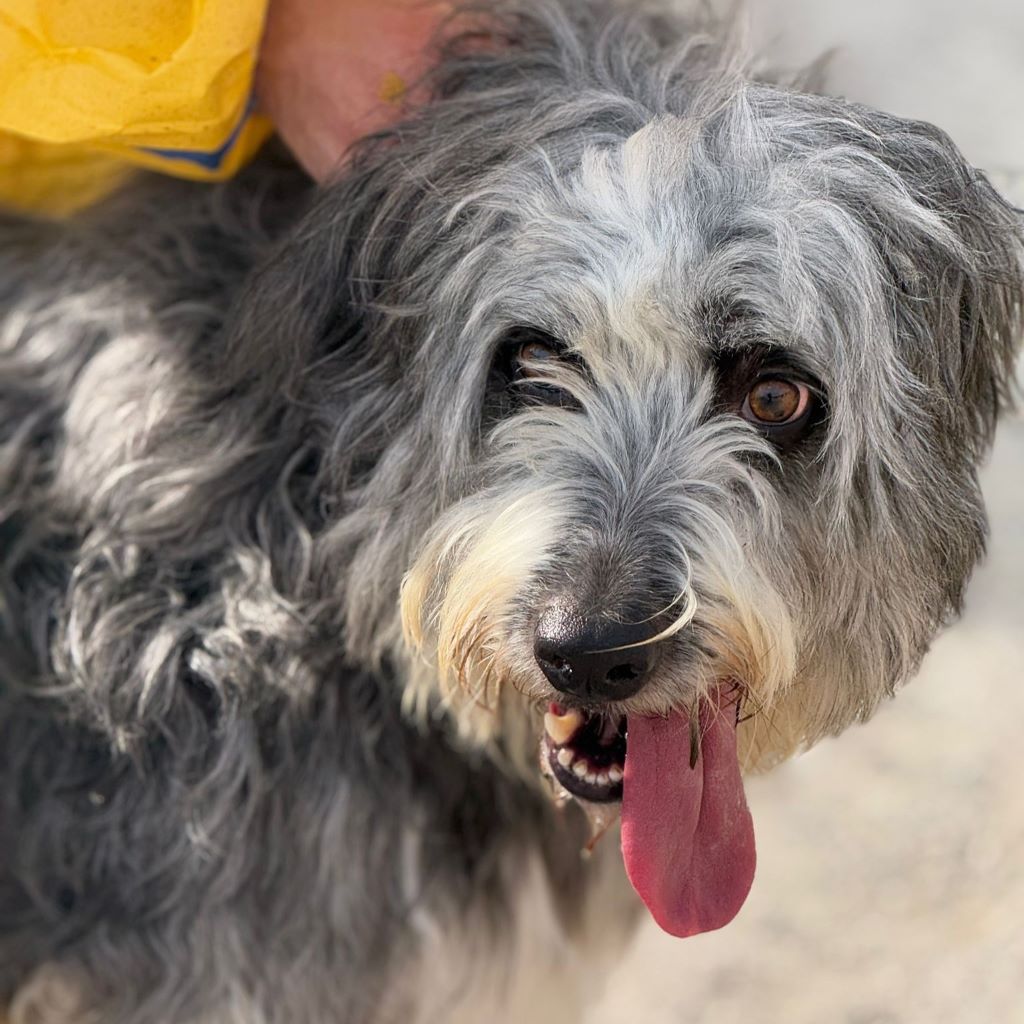 Bearded Collie Mischling Malta,10/2021, ca. 55 cm