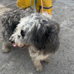 Bearded Collie Mischling Malta,10/2021, ca. 55 cm