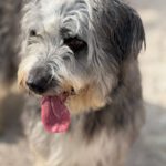 Bearded Collie Mischling Malta,10/2021, ca. 55 cm