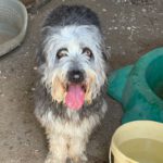 Bearded Collie Mischling Malta,10/2021, ca. 55 cm