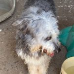 Bearded Collie Mischling Malta,10/2021, ca. 55 cm