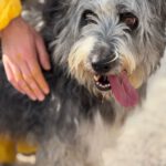 Bearded Collie Mischling Malta,10/2021, ca. 55 cm