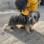 Bearded Collie Mischling Malta,10/2021, ca. 55 cm