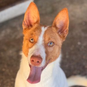 Podenco Mischling Marcos, 10/2023, ca. 45- 50 cm