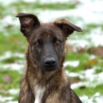 Mischling Melanie, 04/2024, Endgröße ca. 55 cm, 24641 Sievershütten