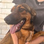 Mischling Mila, 01/2024, ca. 40- 45 cm