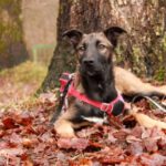 Mischling Milo, 09/2024, Endgröße ca. 45- 50 cm, 57555 Mudersbach