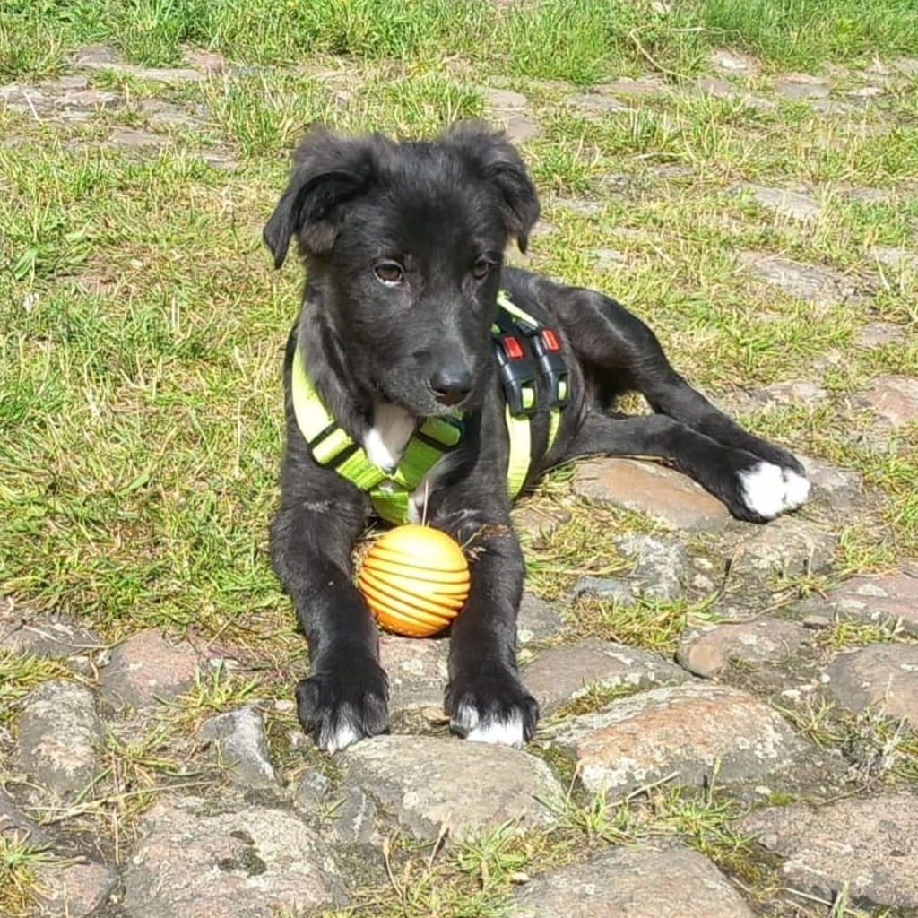 Mischling Gesa - Abgeschlossenes Spendenprojekt SALVA Hundehilfe