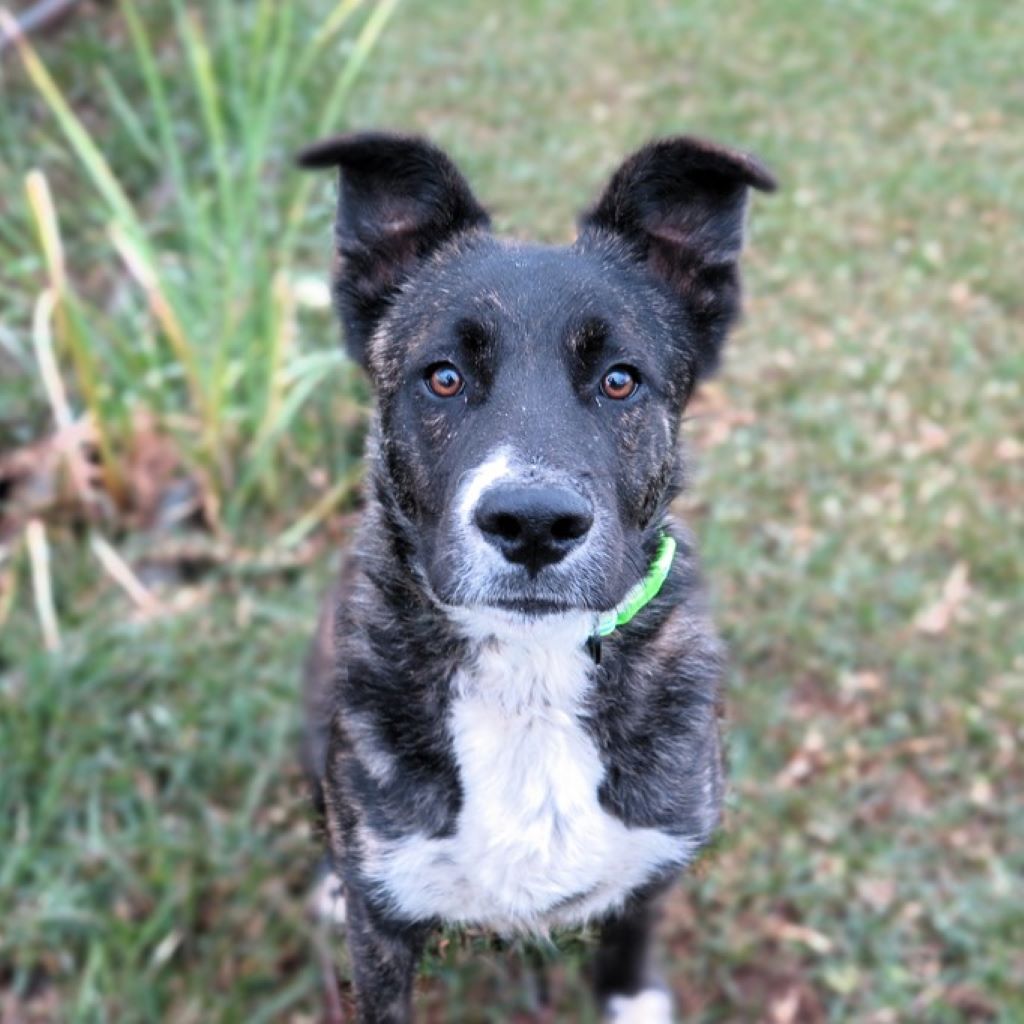 Schäferhund Mischling Moderno, 01/2024, ca. 50- 55 cm