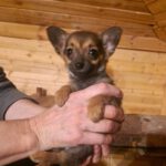 Mischling Nala, 10/2024, Endgröße ca. 35 cm