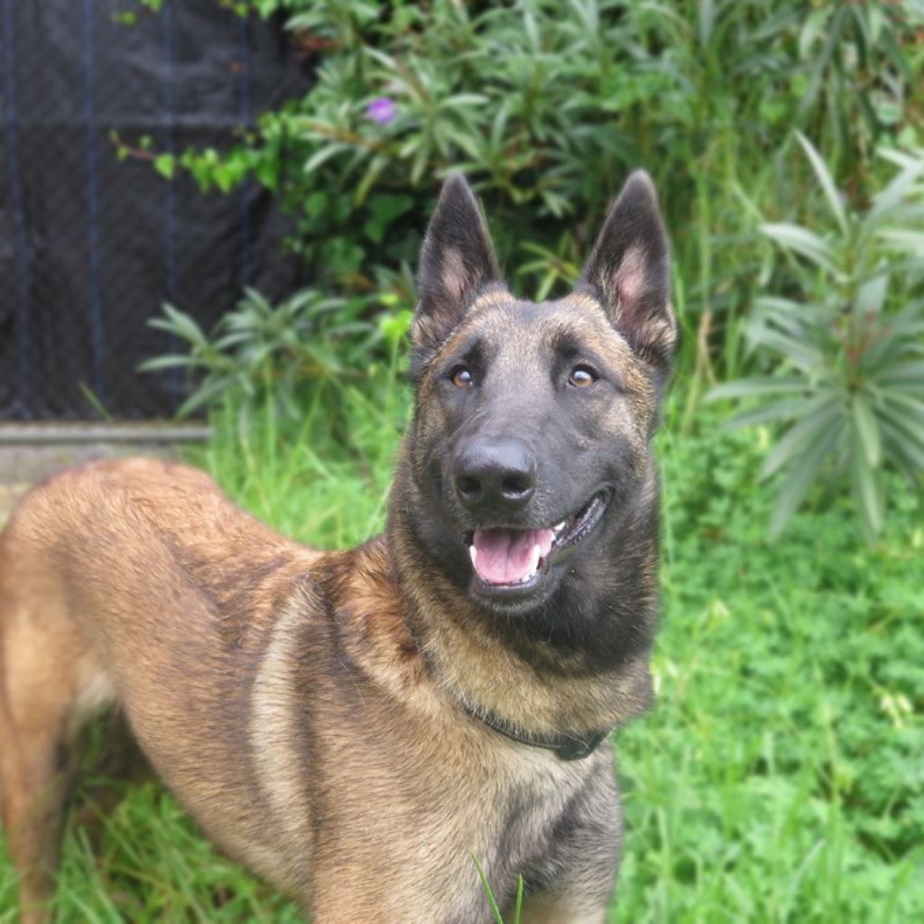 Malinois Mischling Nancy, 12/2022, ca. 60 cm