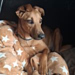 Mischling Natalie, 04/2024, Endgröße ca. 55 cm, 57223 Kreuztal