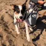 Bodeguero Mischling Nico, 08/2024, Endgröße ca. 45- 50 cm