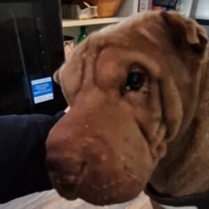 Shar Pei Oera, 05/2014, ca. 50 cm, 12167 Berlin