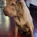 Shar Pei Oera, 05/2014, ca. 50 cm, 12167 Berlin