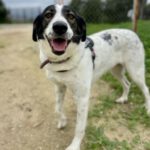 Mastin Mischling Palomita, 01/2023, ca. 60 cm,67734 Sulzbachtal