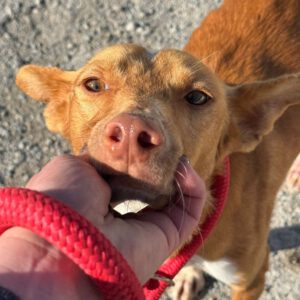 Podenco Pedro , 01/2023, ca. 49 cm