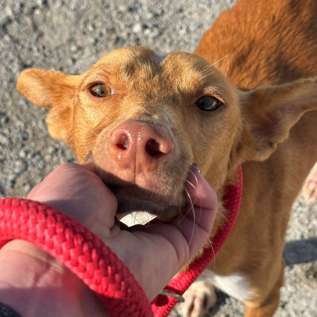 Podenco Pedro , 01/2023, ca. 49 cm