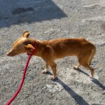 Podenco Pedro , 01/2023, ca. 49 cm