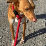 Podenco Pedro , 01/2023, ca. 49 cm