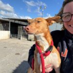 Podenco Pedro , 01/2023, ca. 49 cm