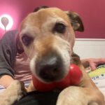 Mischling Pepe, 01/2012, ca. 45 cm, 38458 Velpke