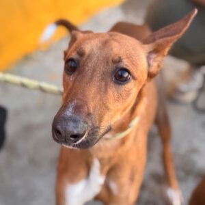 Podenco Mischling Peter, 02/2024, ca. 45 cm