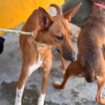 Podenco Mischling Peter, 02/2024, ca. 45 cm