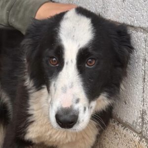 Border Collie Pia, 11/2023, ca. 50 cm