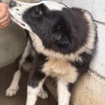 Border Collie Pia, 11/2023, ca. 50 cm