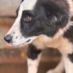 Border Collie Pia, 11/2023, ca. 50 cm