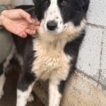 Border Collie Pia, 11/2023, ca. 50 cm