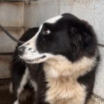 Border Collie Pia, 11/2023, ca. 50 cm