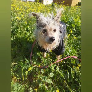 Yorkshire Terrier Pipi, 10/2019, ca. 30 cm