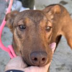 Podenco Poppy, 02/2024, ca. 45 cm