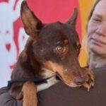 Podenco Remo, 07/2023, ca. 40 cm