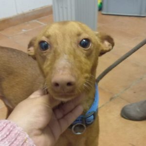 Podenco Robin, 01/2024, ca. 45 cm