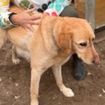 Labrador Lucky, 10/2020, ca. 55 cm