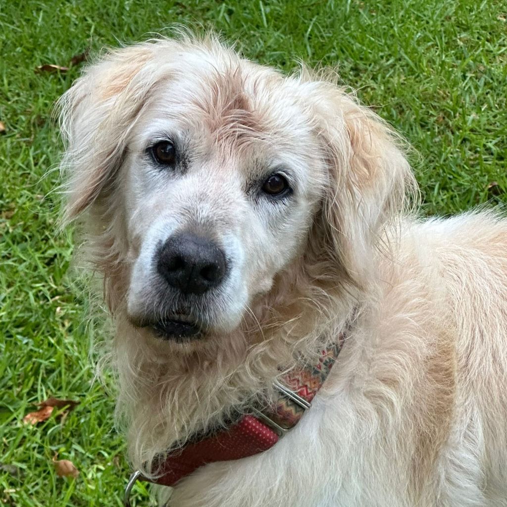 Golden Retriever Rocky, ca. 01/2015, ca. 55 cm