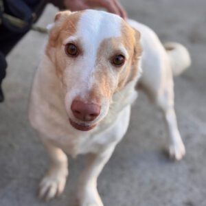 Podenco Maneto Rocky, 03/2018, ca. 35 cm