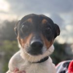 Bodeguero Rolf, 01/2022, ca. 35- 40 cm